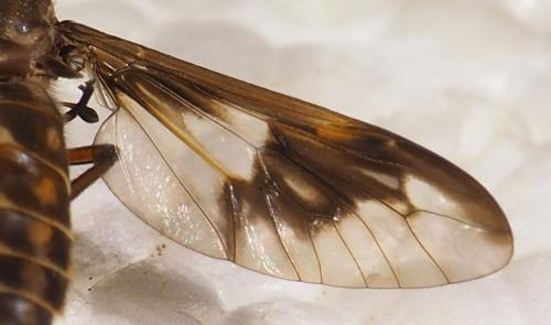 Réf. 276 783 : Chrysops tristis